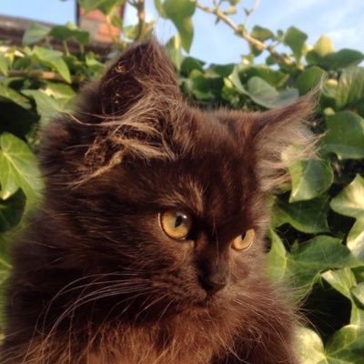 Renadalshehr_i's profile picture. Sharing my happy thoughts. student’s IAU