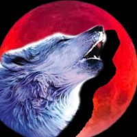 ALPHA WOLFS (@alpha___wolfs) 's Twitter Profile