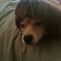 Charlie's Toupee(@FullEcaypabull) 's Twitter Profile Photo