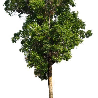 ironwoodsprout's profile picture. Dyspraxic, Bi. Big fan of sincerity. he/they

ironwoods on the blue sky