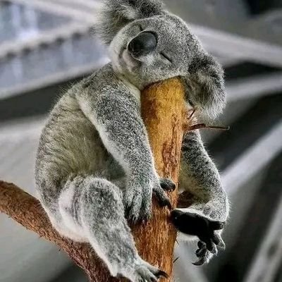 MuhammadulAmen's profile picture. Do me I do you