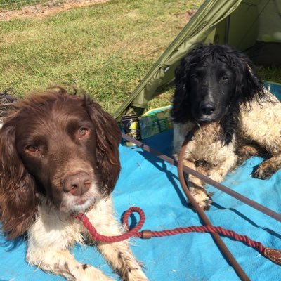 Who takes who for a walk? Assistant Head (wellbeing) and coach plus two spaniels, one being a school therapy dog.