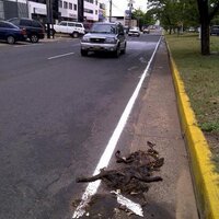Perro Rayao (@perrorayao) 's Twitter Profile
