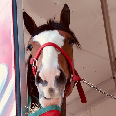 funnyhorse Profile Picture