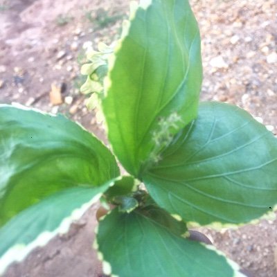 RalfBella's profile picture. I’m cool and nice and I’m friendly