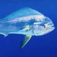 Kåre-Olav (@kaareolavs) 's Twitter Profile