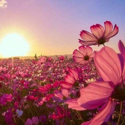 طُفُوليّة💕🌻 تبحثُ عن الدهشة والإيجابية في الحياة، وتَحلمُ بالسلام🤍.