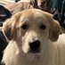 SaltyPyrenees3.0🇺🇸 (@saltypyrenees3) Twitter profile photo SaltyPyrenees3.0🇺🇸 (@saltypyrenees3) Twitter profile photo