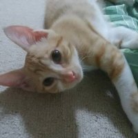 けんちゃんฅˆ•ﻌ•ˆฅ♡ (@kenkousibling) 's Twitter Profile Photo