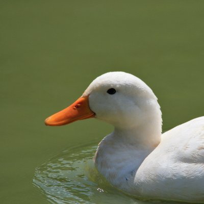 ...because White Ducks are better than Black Swans.