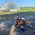 Toro, the farm dog (@toroclorofila) Twitter profile photo Toro, the farm dog (@toroclorofila) Twitter profile photo