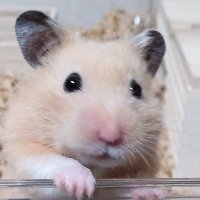 キンクマの「ぎん」@いむこ (@koimuhamuhamu) 's Twitter Profile