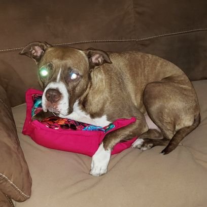 thepatentguy's profile picture. 