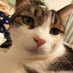 mike neko (@miketoma8_0221) Twitter profile photo mike neko (@miketoma8_0221) Twitter profile photo