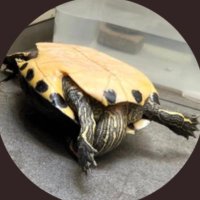 malas lenguas (@adriaanagf) 's Twitter Profile
