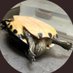 malas lenguas (@adriaanagf) Twitter profile photo malas lenguas (@adriaanagf) Twitter profile photo