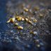 Dahlonega Gold Panning, LLC (@panindahlonega) Twitter profile photo Dahlonega Gold Panning, LLC (@panindahlonega) Twitter profile photo