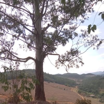 Juninho32038953's profile picture. Palmeiras é o meu time de 💚💚💚💚💚💚💚💚💚💚💚💚