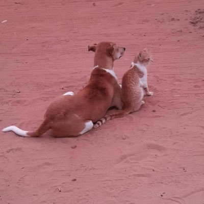 donotkill99's profile picture. the survivor