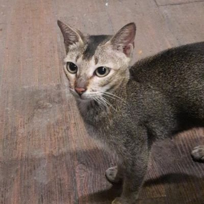 Matcharyry's profile picture. always try my best