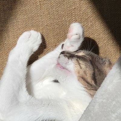 guessthecatito's profile picture. 