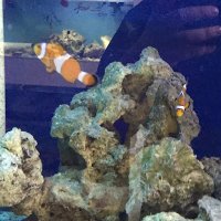 Santoro Aquatics (@santoroaquatic1) 's Twitter Profile