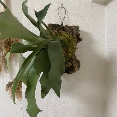 植物垢始めました🔰 2022.6ビカクシダからスタート🌱家の中を植物だらけにしたい🪴まだまだ分からないことだらけ💦色々教えてください🙇🏼