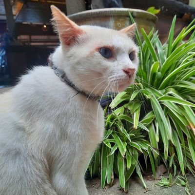 Noyza60392780's profile picture. ชายเดี่ยว