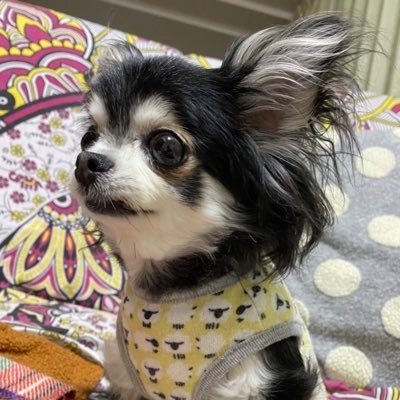 ek9r33papa's profile picture. スポーツカーとラーメンとチワワが大好き。 新型シビックタイプR FL5納車（2025年5月31日）