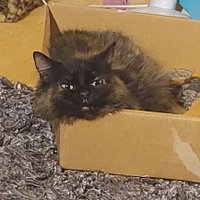 Kez (@kezi2001) 's Twitter Profile