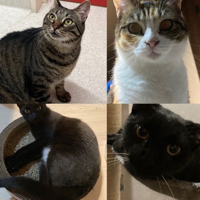 扉を開けたらそこには猫がいました🐈旦那&2歳の息子＆7にゃんずwithお外組と暮らしています🐱可能な限りTNR、地域猫化を目指す。猫だけでなく哺乳類全般、海洋生物、恐竜など大好き。5000兆円あったら無人島で動物たちと住みたい。無言Fすみません。動物のことになると口の治安最悪なります