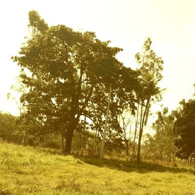 se voce dar bananas e dinheiro para los macacos eles pegam so a banana eles nao sabem que o dinheiro compra muito mais dica como crecer..💤