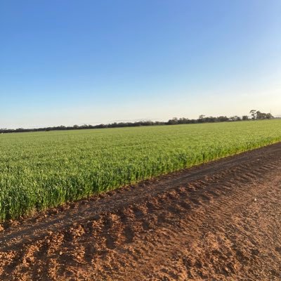 Agriculture is life farming in north central Victoria irrigation and dry land #lovewhatyoudo