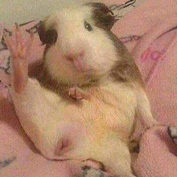 PR0SYS's profile picture. Always https://t.co/55wYQ4i0IQ and buffering.