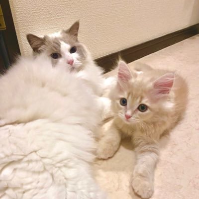 Sae_npm21's profile picture. 日本プロ麻雀協会(21期後期)所属の佐海さえです。普段は会社員をしています。Twitter苦手なので更新頻度少なめです。