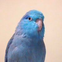 ハルノリ ฅʕ´•ᴥ•`ʔฅ ワーイ! (@haru_0980) 's Twitter Profile Photo ハルノリ ฅʕ´•ᴥ•`ʔฅ ワーイ! (@haru_0980) 's Twitter Profile Photo