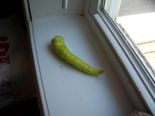 timreedmusic's profile picture. electroacoustic composer and eater of okra