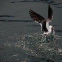 Andrew Koo - @andrewkooh - Twitter