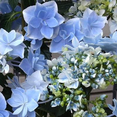 kazase715's profile picture. 羽生結弦選手をひっそりと熱く応援しています。
ルールを全く知らずに見たニースのロミオに落ちて、すでに十数年。沼の存在にようやく気づいたのが平昌五輪前あたり。自分のペースでゆるゆると、でも一生応援し続けます✨