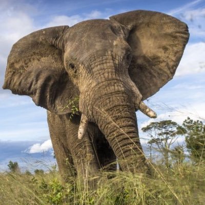 BGanzwa's profile picture. chemical engineer | soccer pundit| travel & tourism