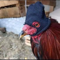 peter temba (@peterte49524379) 's Twitter Profile