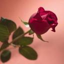 Gopal kumar - @gopalyadav2011 - Twitter