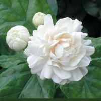 Sumaira Ali (@summaraali81) 's Twitter Profile