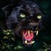 Pikeville Junior High Football (@panthersjh) Twitter profile photo Pikeville Junior High Football (@panthersjh) Twitter profile photo
