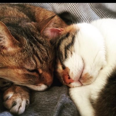 namarimo1's profile picture. どうぶつと乗り物が好きで根はただの食いしん坊です。