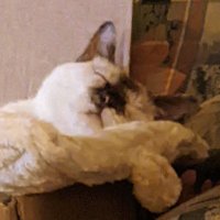 Hal 🦉 (@ghostofkruger) 's Twitter Profile