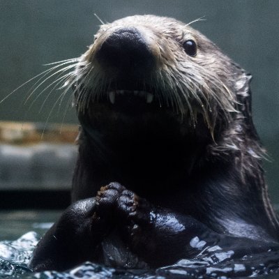 A sea otter side account, so that I can get my otter fix and share my photos without dealing with anything else. 99% RTs.
PFP: Mishka
Banner: Adaa