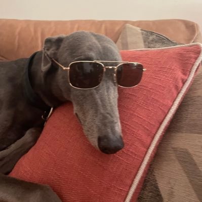 Retired racers. Now living the best life on the sofa. High maintenance and highly dramatic. Keen on any food activity in the kitchen. Not keen on cats …