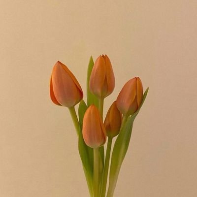 yekdil_'s profile picture. 'Herşey bir tek ve aynı şeydir'