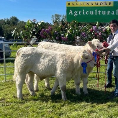 Small family run Pedigree & Commercial Charolais herd with A Commercial flock in Leitrim (Ireland) #HilltopFarm #DruminchinCharolais